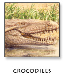 Crocodiles